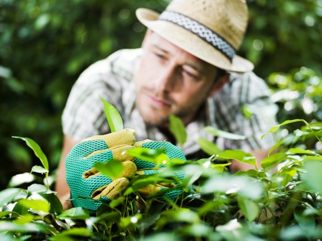 Final section of legal terms for tree surgery services